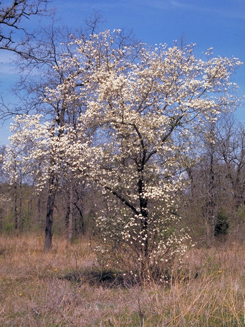 Cornus florida (Flowering dogwood) #17670