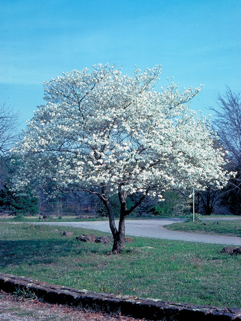 Cornus florida (Flowering dogwood) #17675