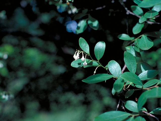 Vaccinium arboreum (Farkleberry) #17680