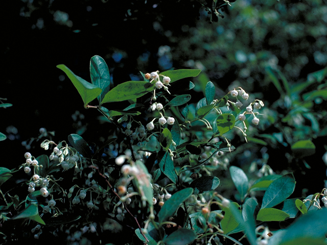 Vaccinium arboreum (Farkleberry) #17682