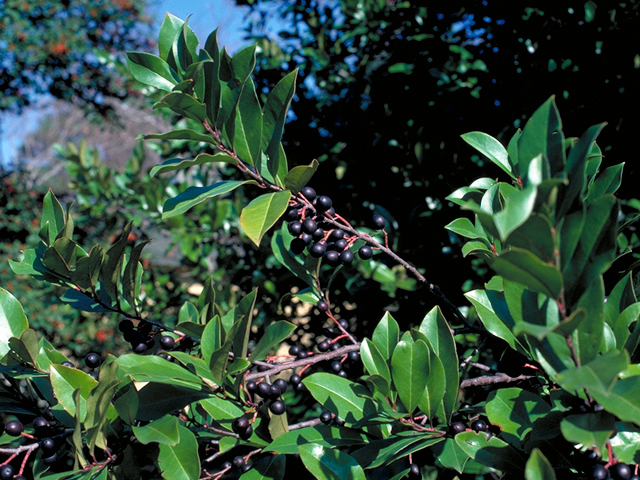 Prunus caroliniana (Carolina cherry-laurel) #17687