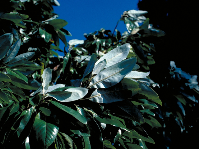 Magnolia virginiana (Sweetbay) #17691