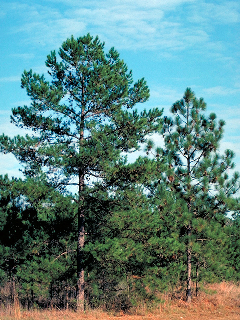 Pinus echinata (Shortleaf pine) #17729