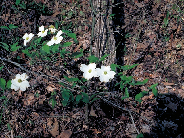 Cornus florida (Flowering dogwood) #17735