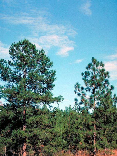 Pinus palustris (Longleaf pine) #17751