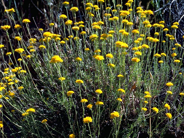 Chaenactis glabriuscula (Yellow pincushion) #15741