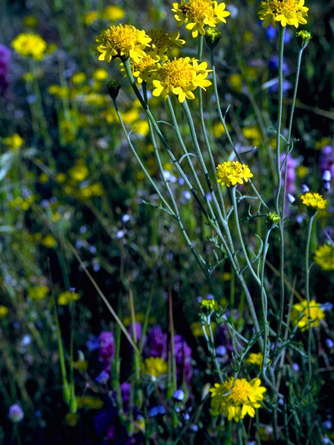 Chaenactis glabriuscula (Yellow pincushion) #15742