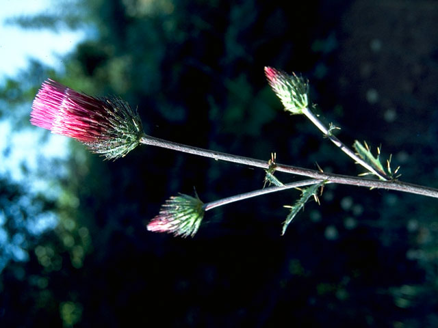 Cirsium arizonicum (Arizona thistle) #15743