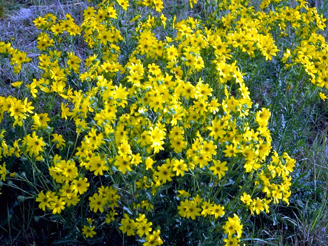 Engelmannia peristenia (Engelmann's daisy) #15769