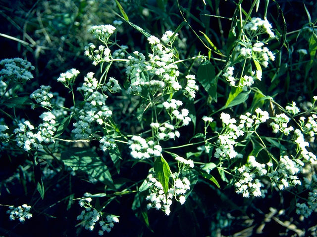 Ageratina altissima var. altissima (White snakeroot) #15771