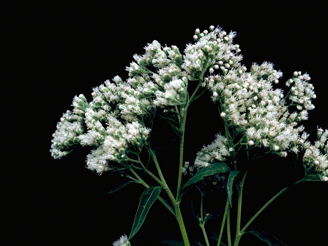 Eupatorium serotinum (White boneset) #15772