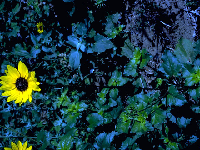 Helianthus annuus (Common sunflower) #15776