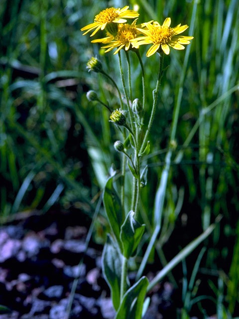 Helianthella uniflora (Oneflower helianthella) #15784