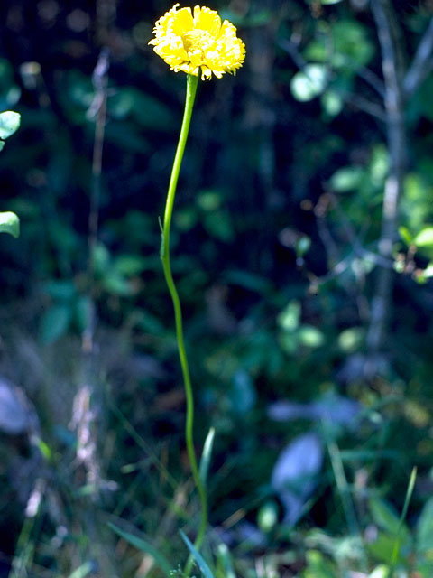 Helenium vernale (Savanna sneezeweed) #15790