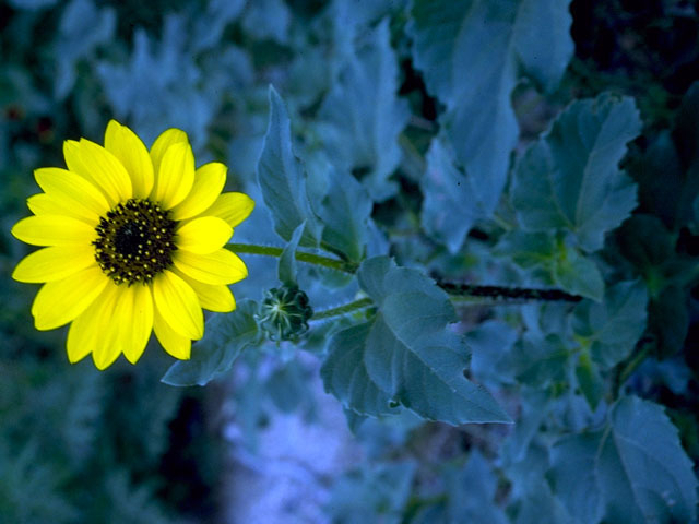 Helianthus annuus (Common sunflower) #15794