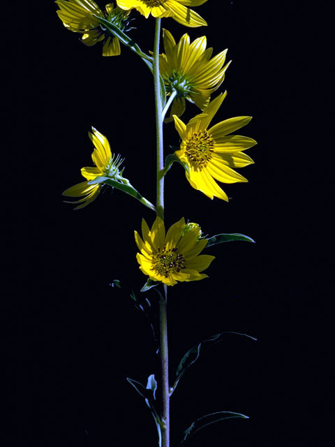 Helianthus maximiliani (Maximilian sunflower) #15795