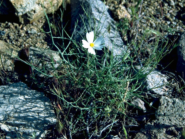 Layia glandulosa (White-daisy tidytips) #15812