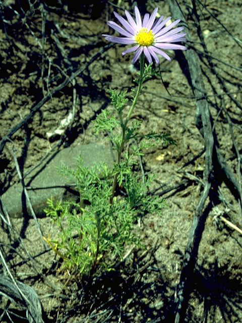 Machaeranthera tanacetifolia (Tahoka daisy) #15816