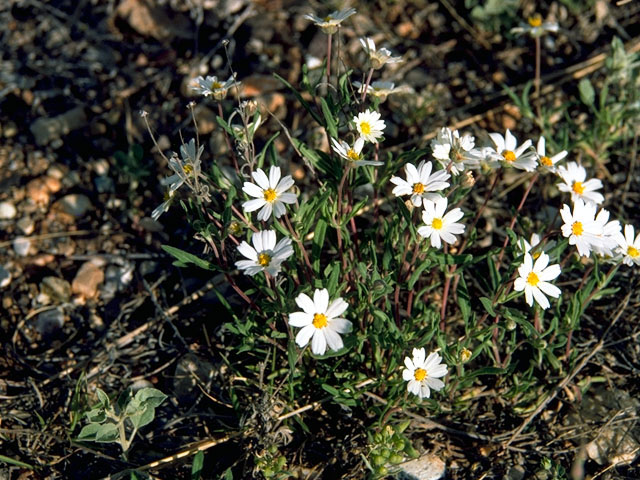 Melampodium leucanthum (Blackfoot daisy) #15820