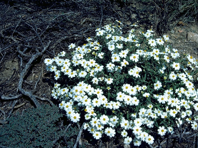 Melampodium leucanthum (Blackfoot daisy) #15821