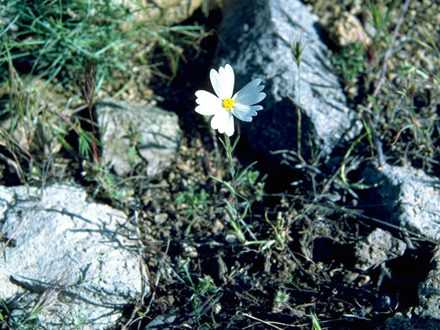 Layia glandulosa (White-daisy tidytips) #15825