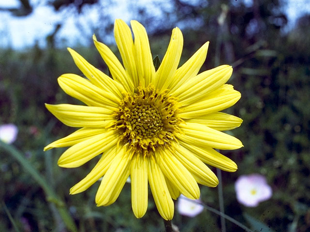Helianthus mollis (Ashy sunflower) #15914
