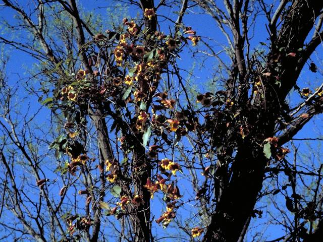 Bignonia capreolata (Crossvine) #17165
