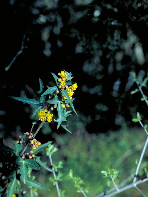 Mahonia trifoliolata (Agarita) #17177
