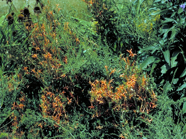 Anisacanthus quadrifidus var. wrightii (Flame acanthus) #17181