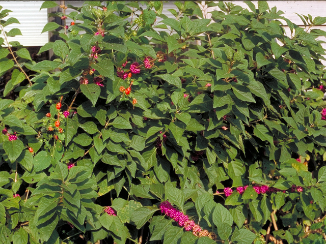 Callicarpa americana (American beautyberry ) #17184
