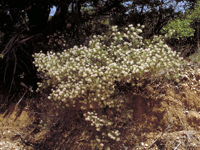 Ceanothus herbaceus (Prairie redroot) #17185
