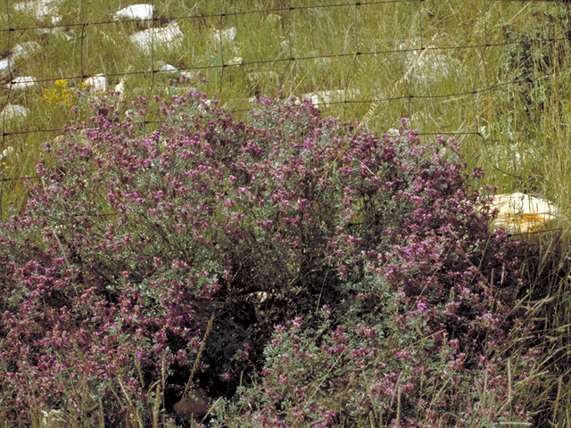 Dalea bicolor var. argyrea (Silver prairie clover) #17186