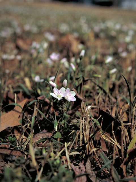 Claytonia virginica (Virginia springbeauty) #17191
