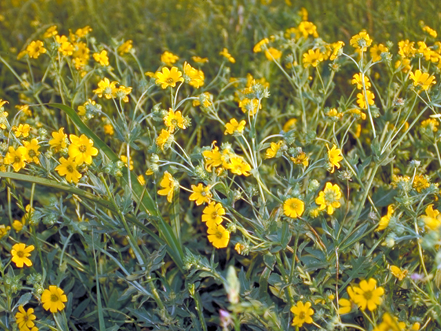 Engelmannia peristenia (Engelmann's daisy) #17201