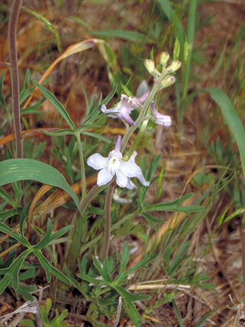 Delphinium carolinianum ssp. virescens (Carolina larkspur) #17204