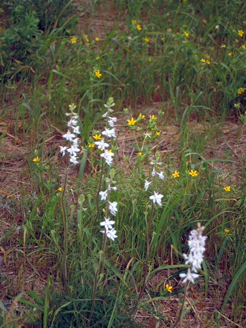 Delphinium carolinianum ssp. virescens (Carolina larkspur) #17205