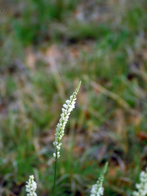 Polygala alba (White milkwort) #17207