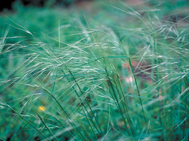 Nassella leucotricha (Texas wintergrass) #17228
