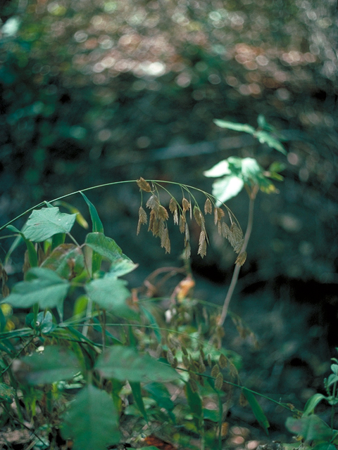 Chasmanthium latifolium (Inland sea oats) #17231