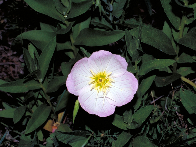 Oenothera speciosa (Pink evening primrose) #17249