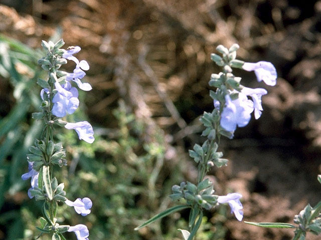 Salvia azurea (Pitcher sage) #15918