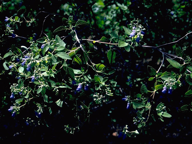 Salvia ballotiflora (Shrubby blue sage) #15919