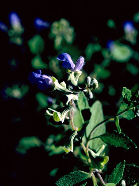 Salvia ballotiflora (Shrubby blue sage) #15920