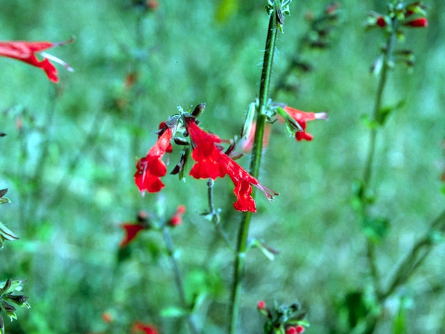 Salvia coccinea (Scarlet sage) #15921