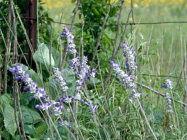 Salvia farinacea (Mealy blue sage) #15922
