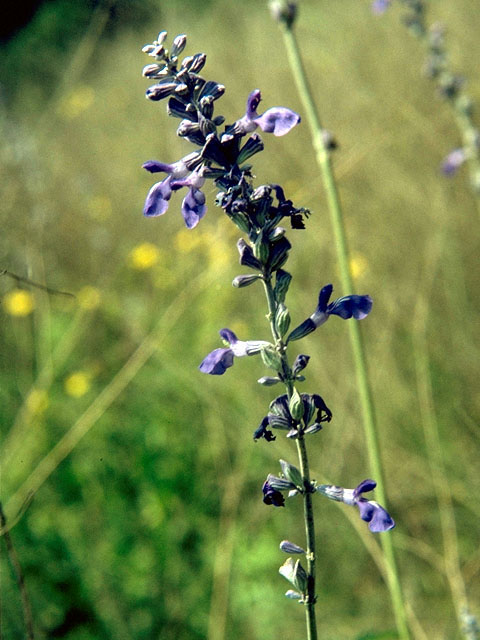 Salvia farinacea (Mealy blue sage) #15926