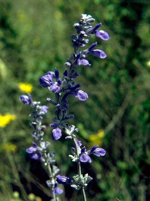 Salvia farinacea (Mealy blue sage) #15927