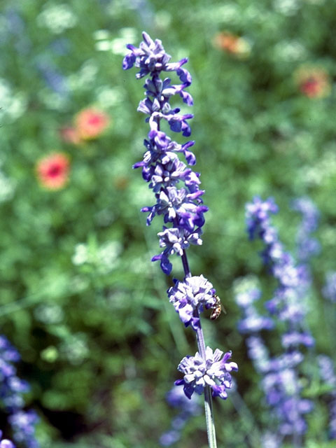 Salvia farinacea (Mealy blue sage) #15928