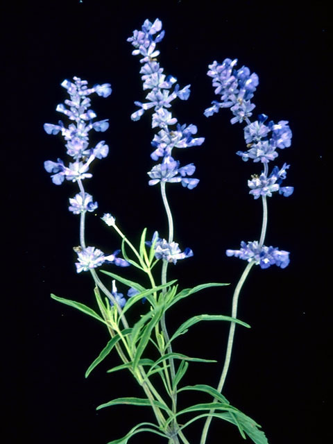 Salvia farinacea (Mealy blue sage) #15929