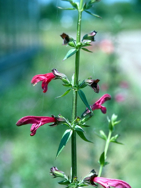 Salvia pentstemonoides (Big red sage) #15930